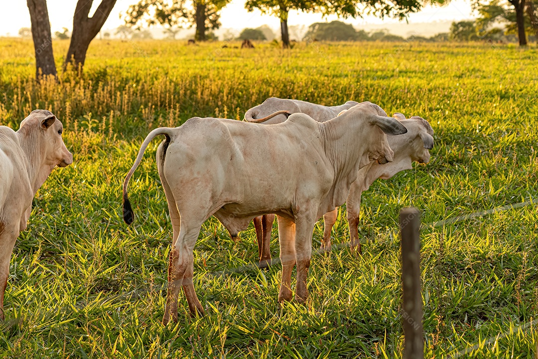 Vaca branca adulta em uma fazenda ao nascer do sol.