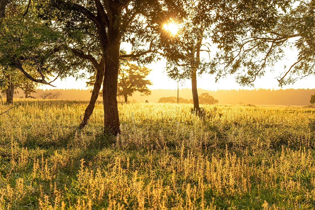 Campo de gramíneas com silhueta de árvores durante o nascer do sol dourado.