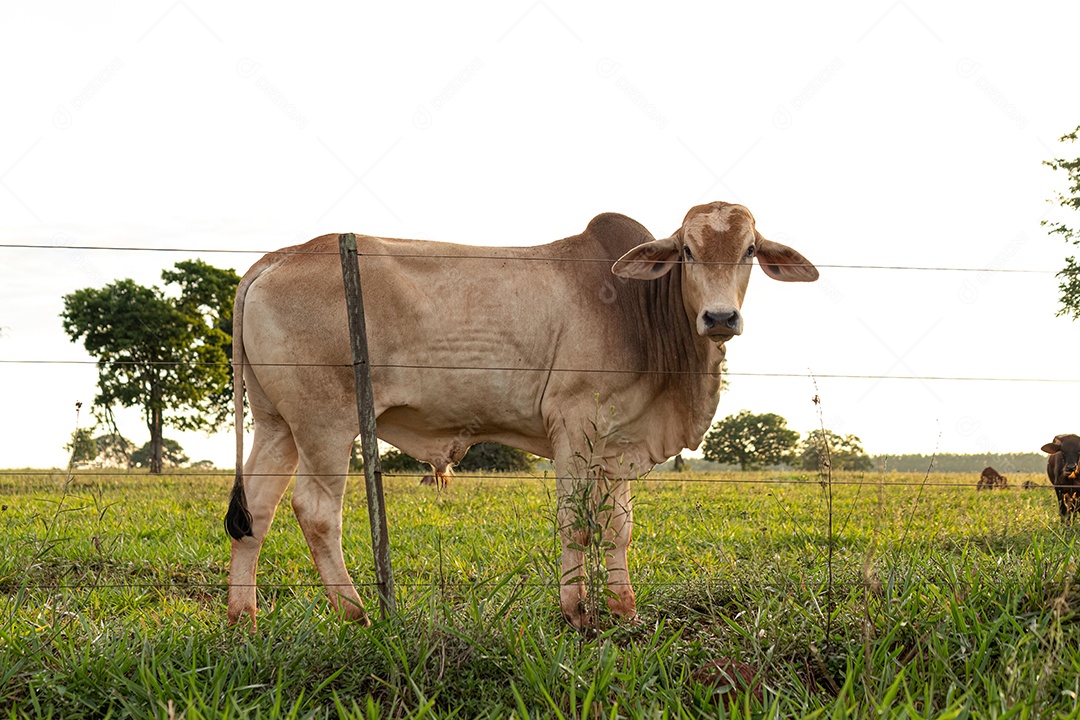 Vaca branca adulta em uma fazenda ao nascer do sol.