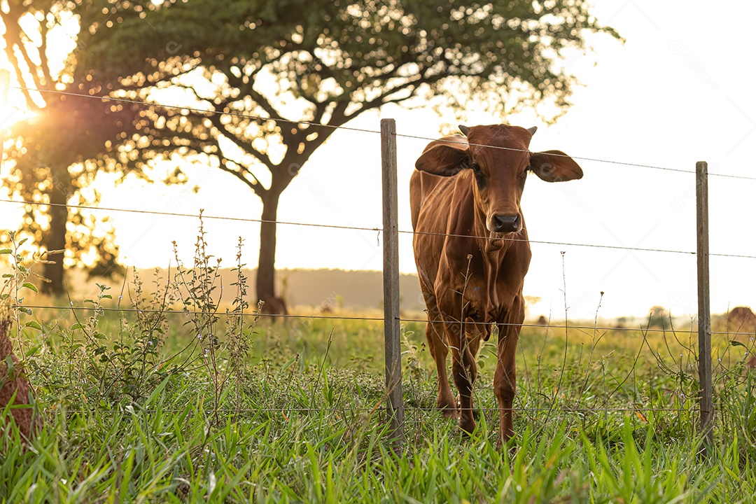 Vaca escura adulta em uma fazenda ao nascer do sol.