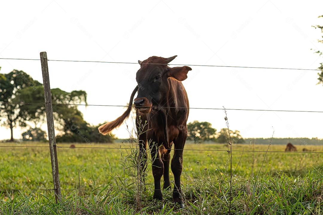 Vaca escura adulta em uma fazenda ao nascer do sol.