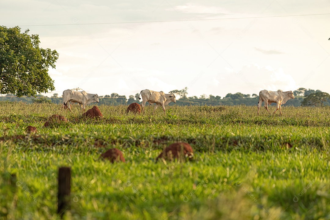 Vacas brancas adultas em uma fazenda ao nascer do sol.