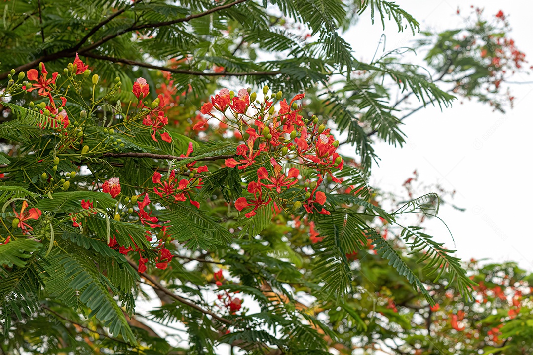Flor vermelha da árvore Flamboyant da espécie Delonix regia com foco seletivo.