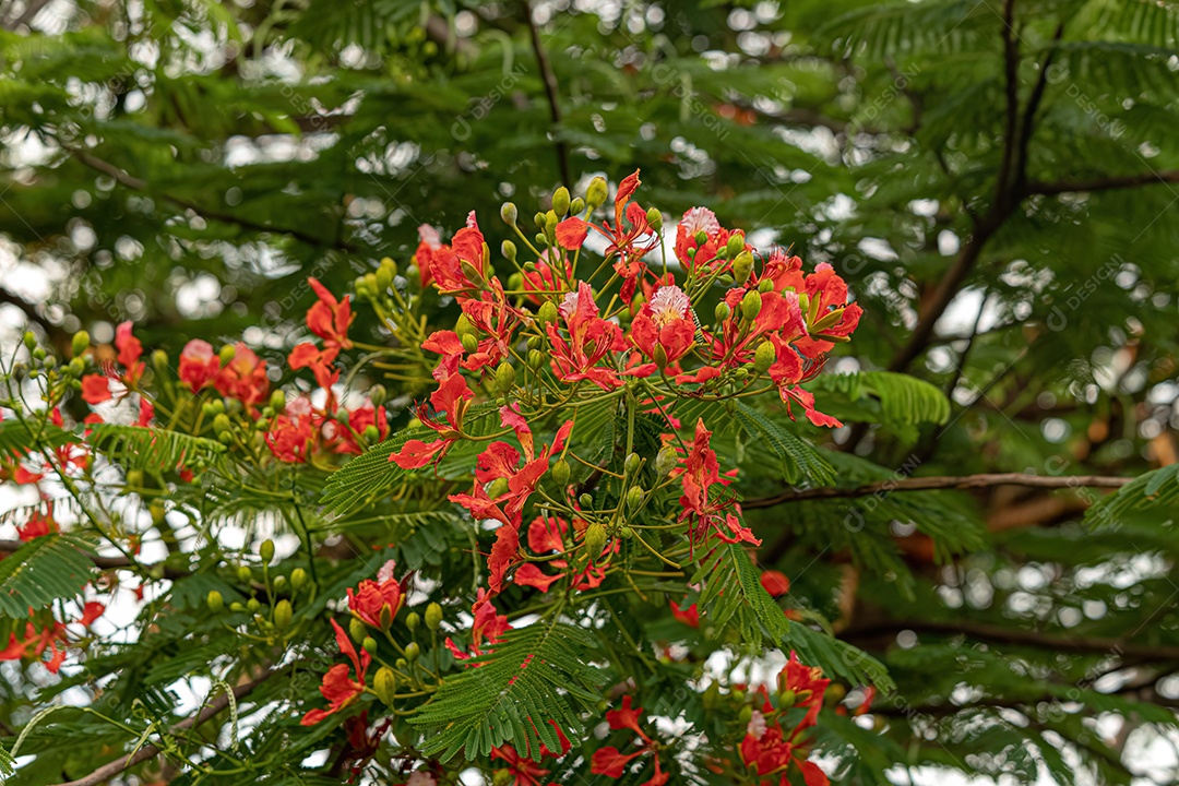 Flor vermelha da árvore Flamboyant da espécie Delonix regia com foco seletivo.