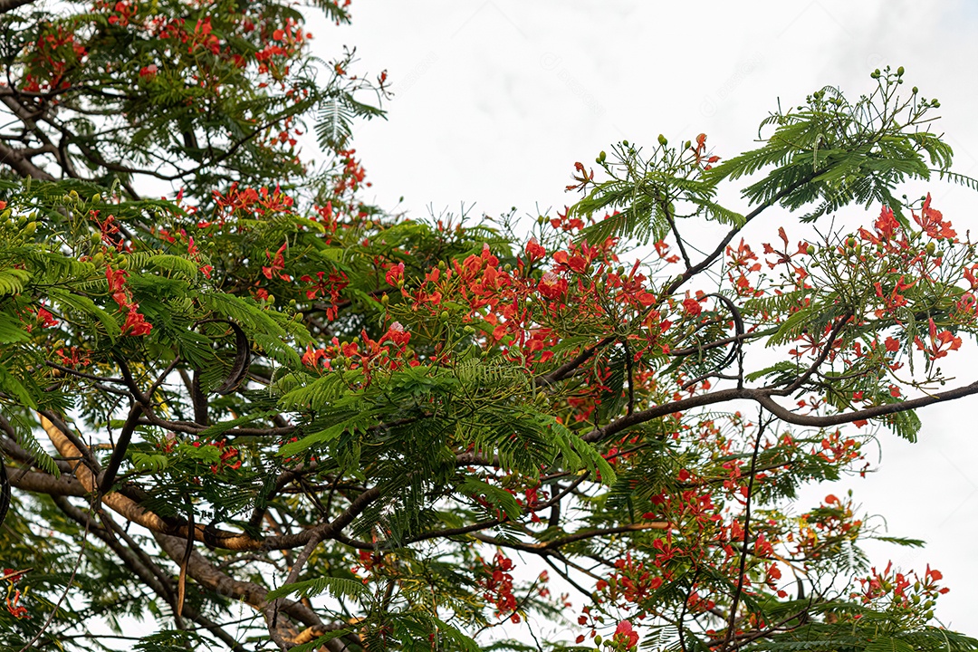 Flor vermelha da árvore Flamboyant da espécie Delonix regia com foco seletivo.