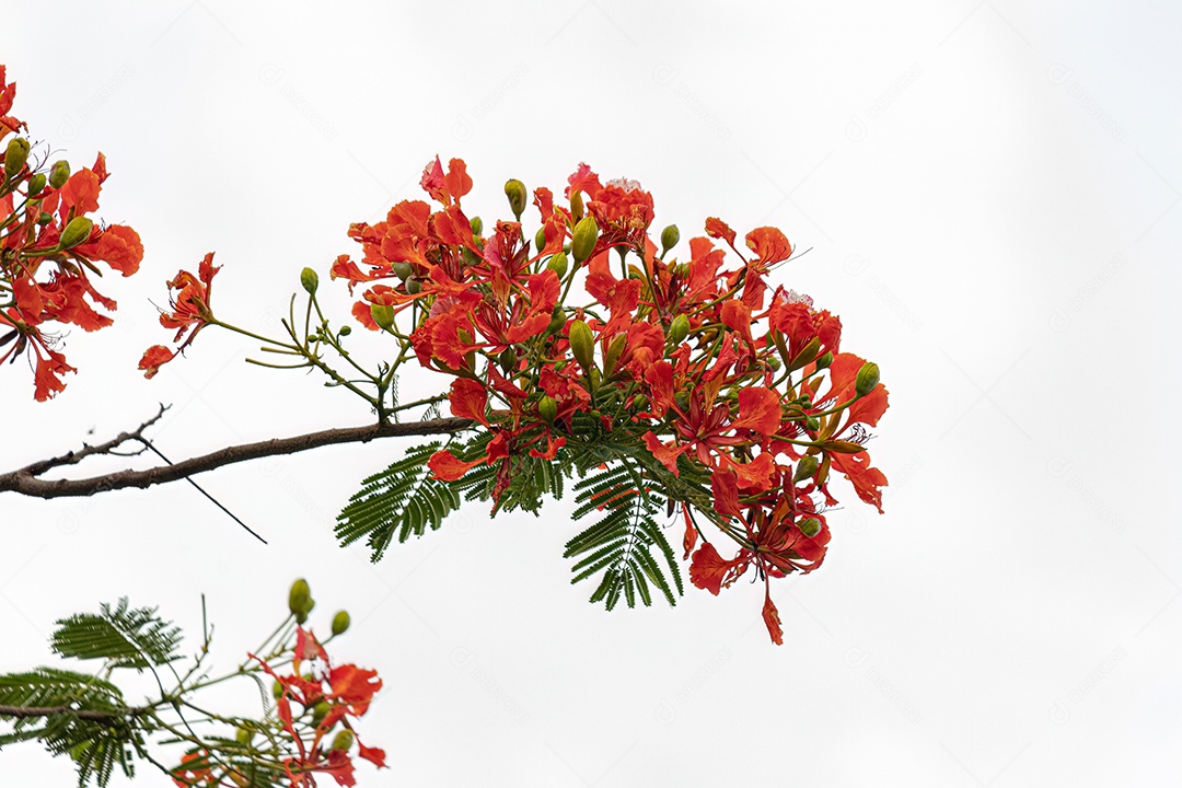 Flor vermelha da árvore Flamboyant da espécie Delonix regia com foco seletivo.