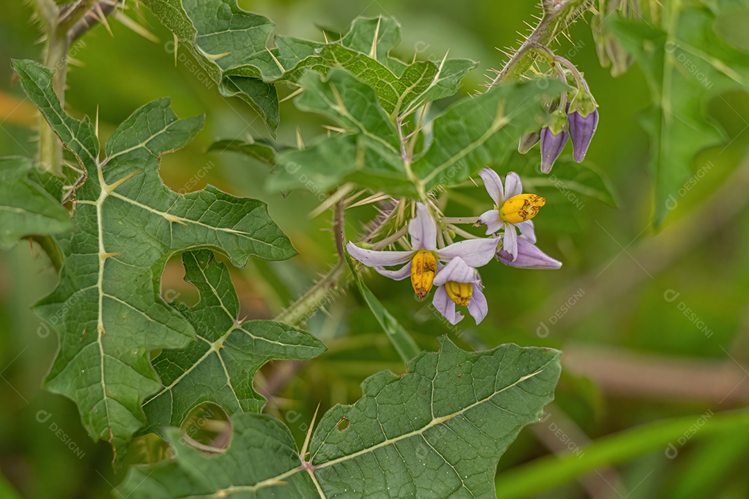 Planta pequena Solanum da espécie Solanum palinacanthum