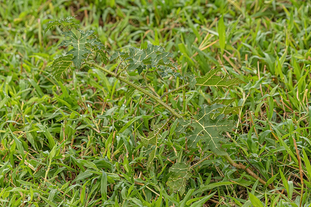Planta pequena Solanum da espécie Solanum palinacanthum