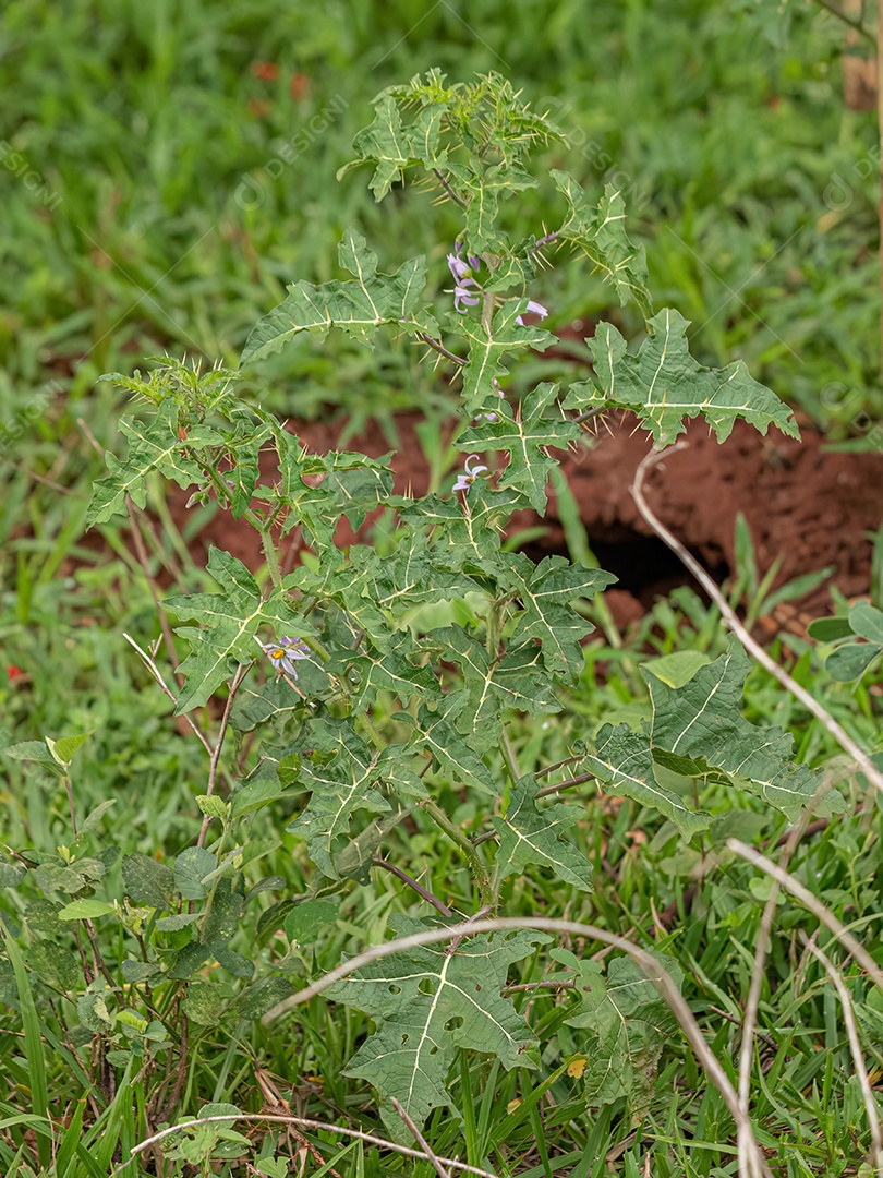 Planta pequena Solanum da espécie Solanum palinacanthum