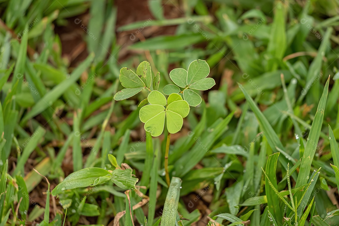 Pequena planta verde da família Fabaceae