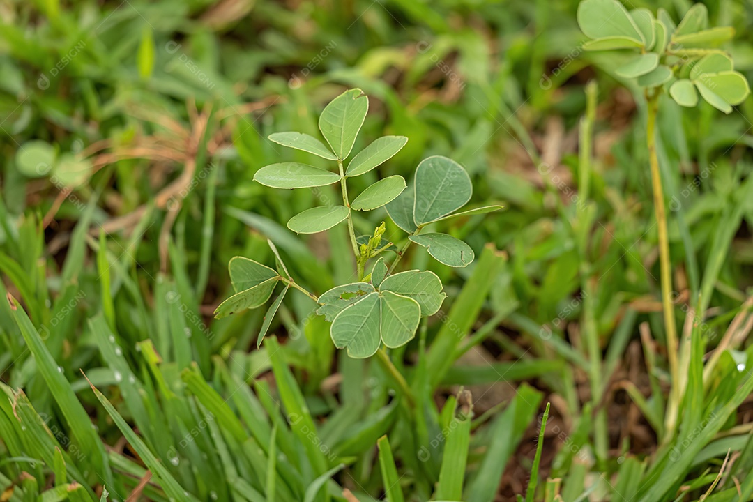 Pequena planta verde da família Fabaceae