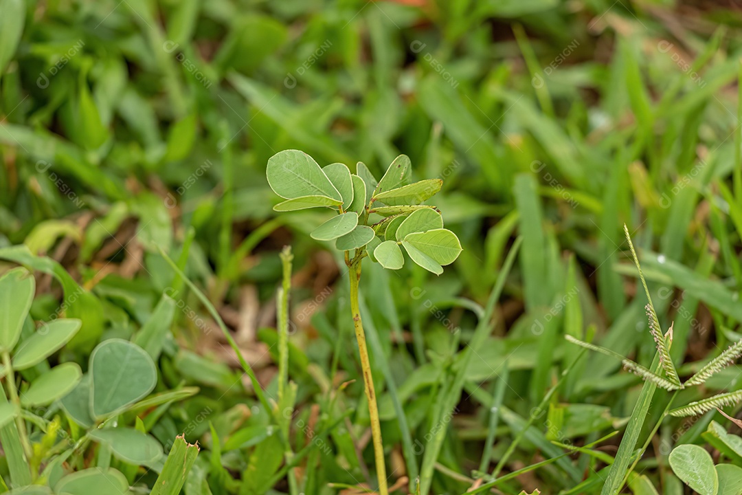 Pequena planta verde da família Fabaceae