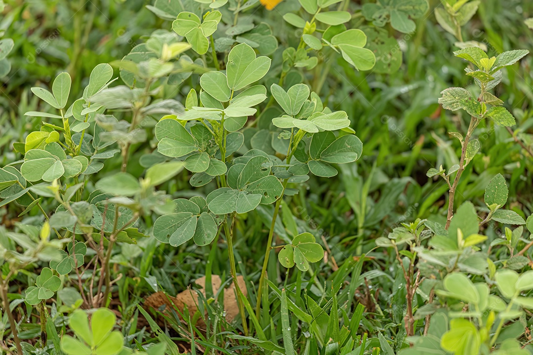 Pequena planta verde da família Fabaceae