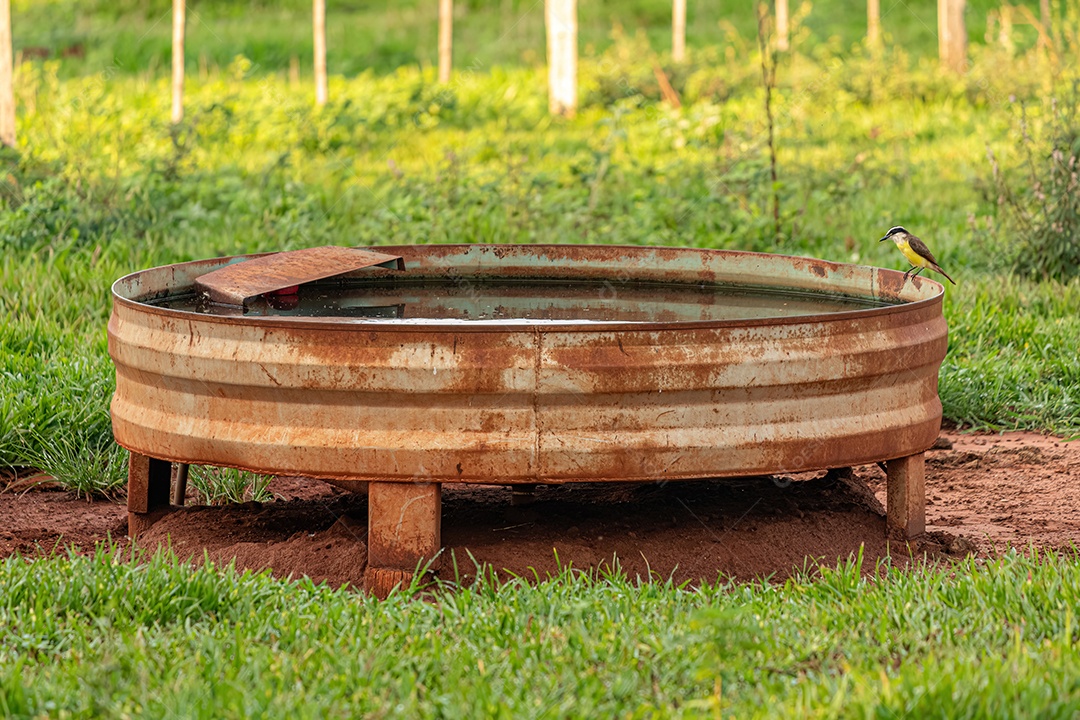Bebedouro de vaca de metal com água para gado em um campo de pastagem em uma fazenda