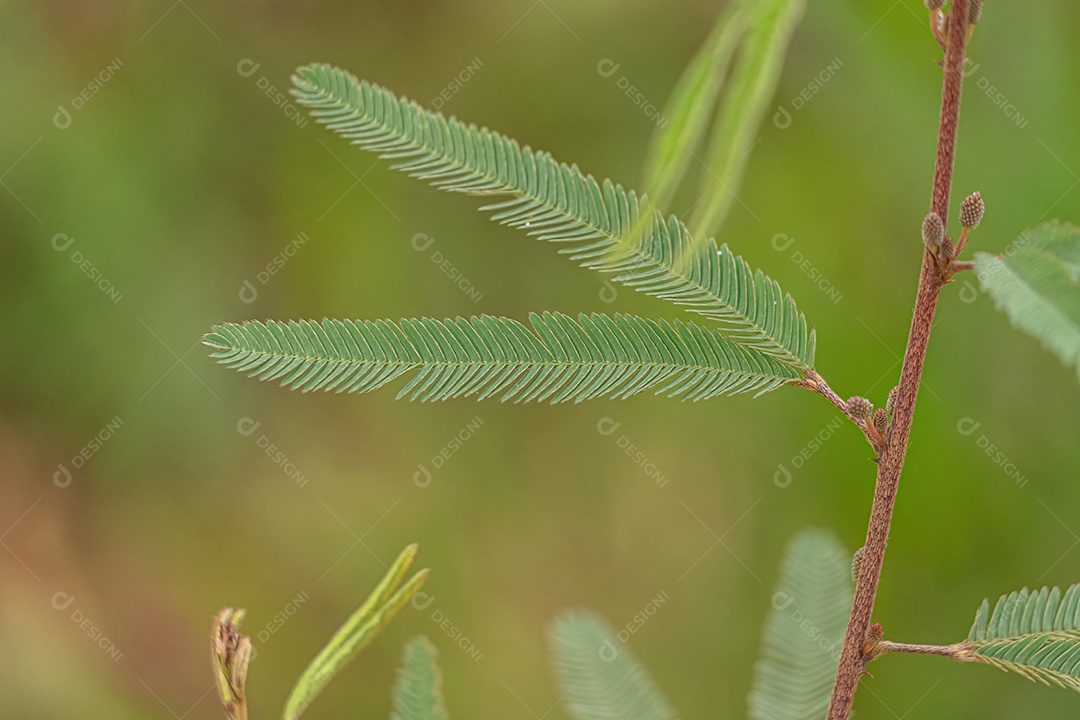 Pequena Planta Sensível do Gênero Mimosa