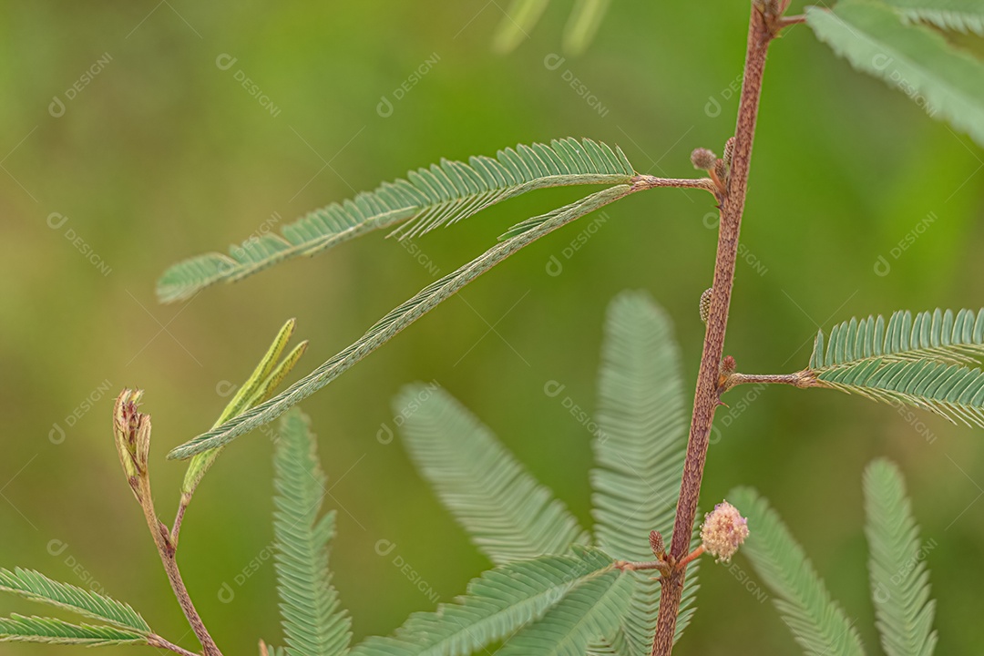 Pequena Planta Sensível do Gênero Mimosa