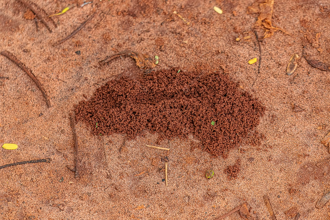 Entrada de formigueiro granulada pequena na superfície feita de terra vermelha.