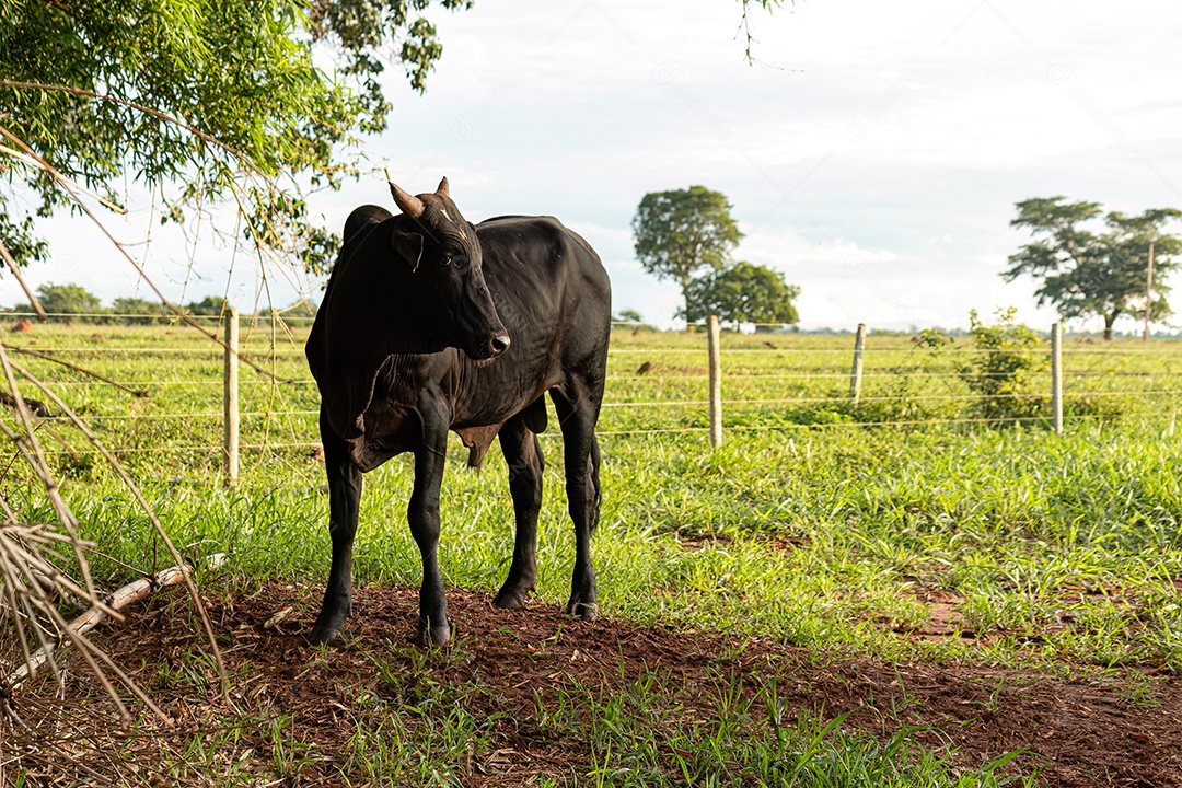 Vaca escura adulta em uma fazenda ao nascer do sol