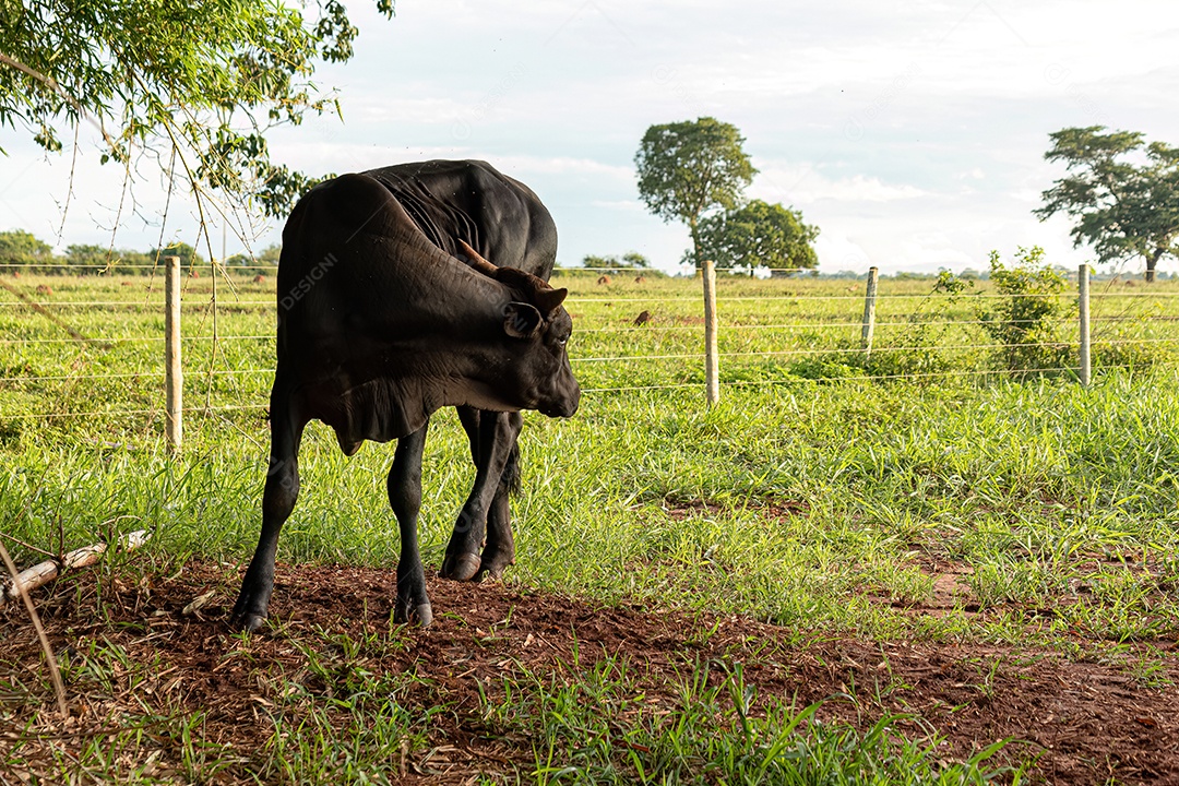 Vaca escura adulta em uma fazenda ao nascer do sol