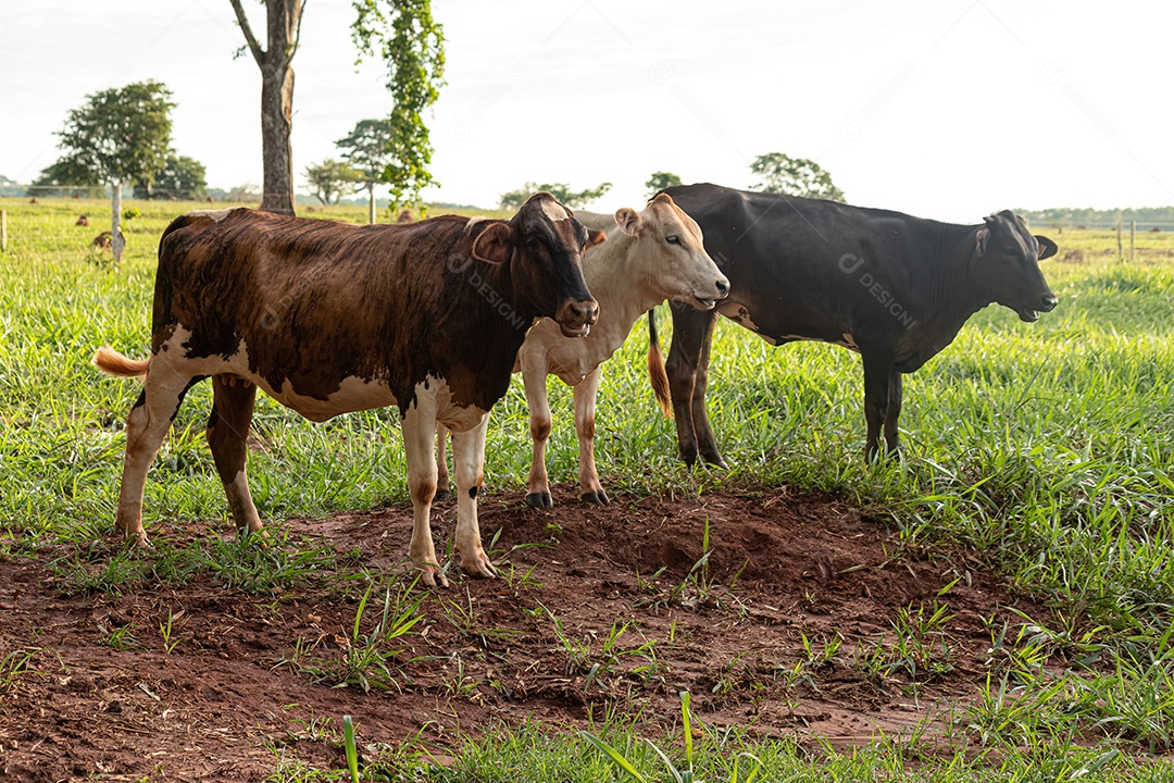 Vaca escura adulta em uma fazenda ao nascer do sol