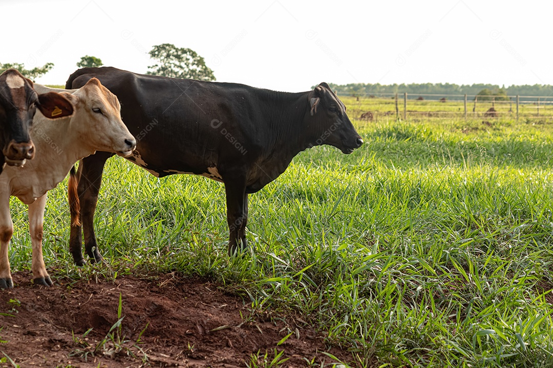 Vaca escura adulta em uma fazenda ao nascer do sol