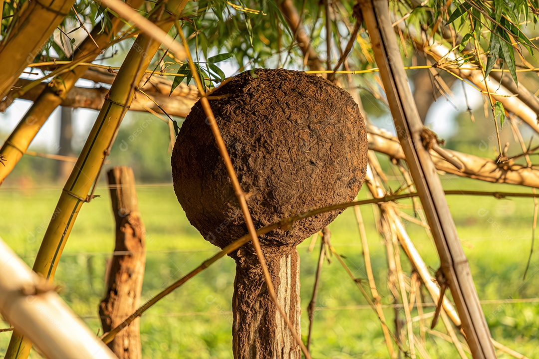 Ninho de cupins superiores da família Termitidae