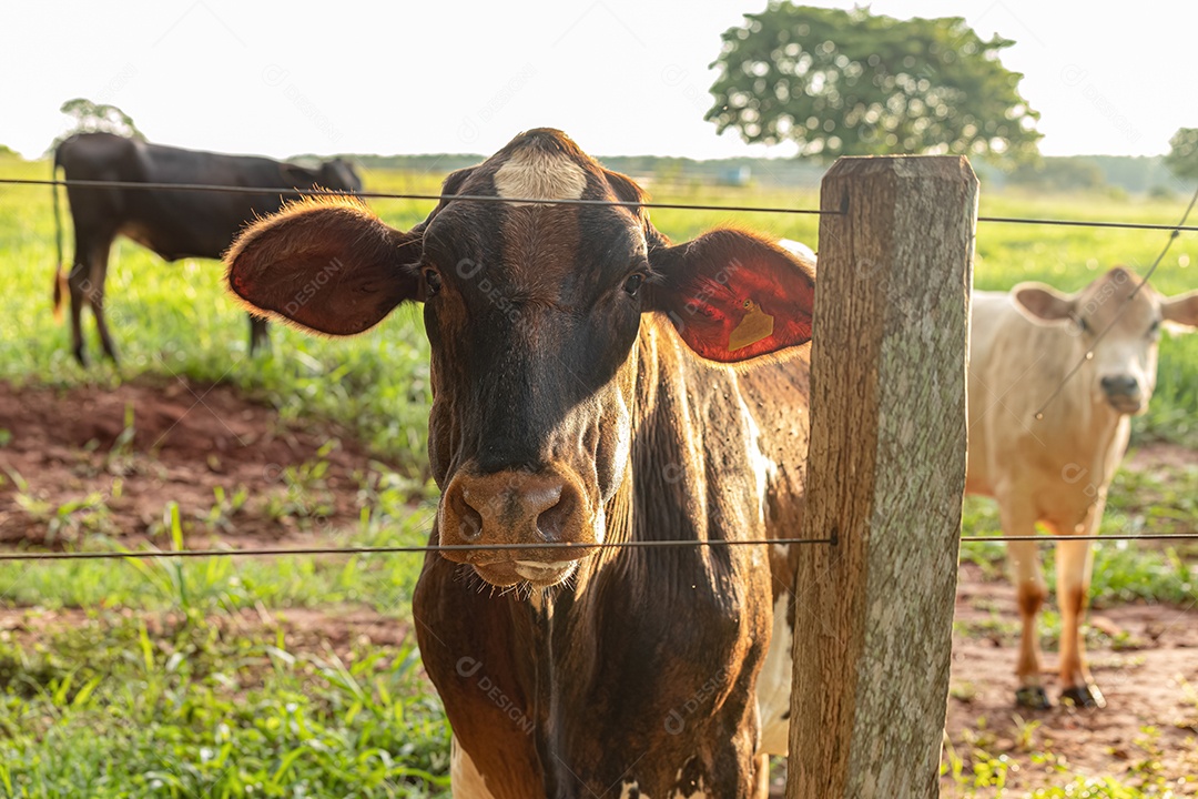 Vaca escura adulta em uma fazenda ao nascer do sol