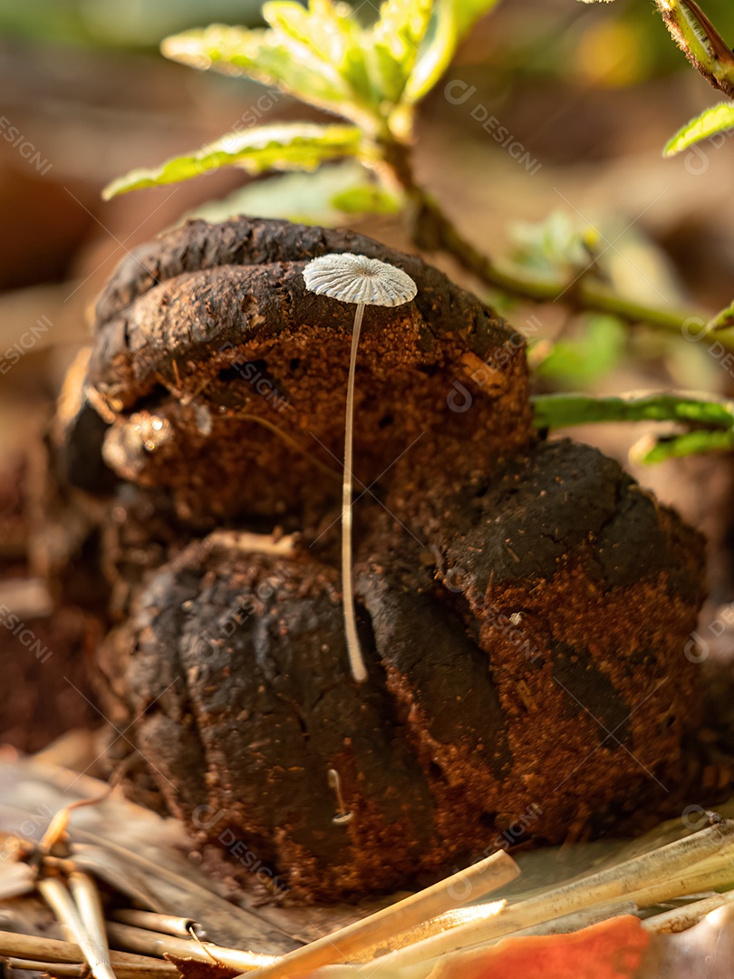 Cogumelo comum do gênero Parasola