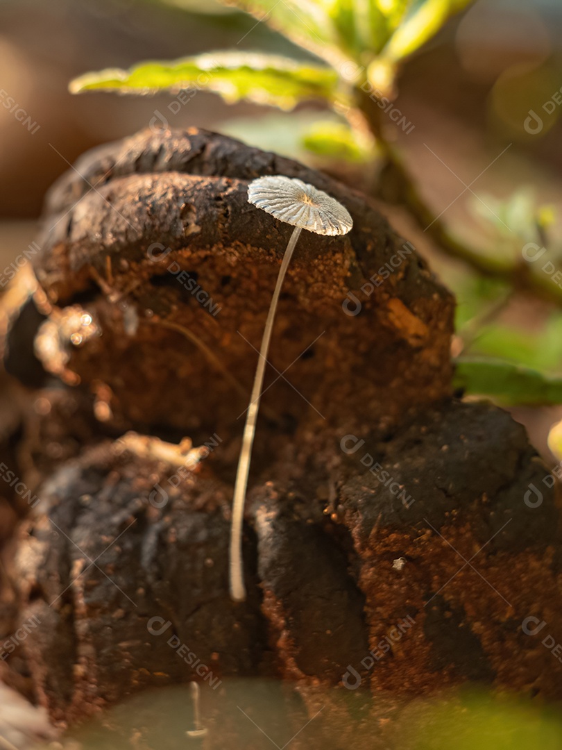 Cogumelo comum do gênero Parasola