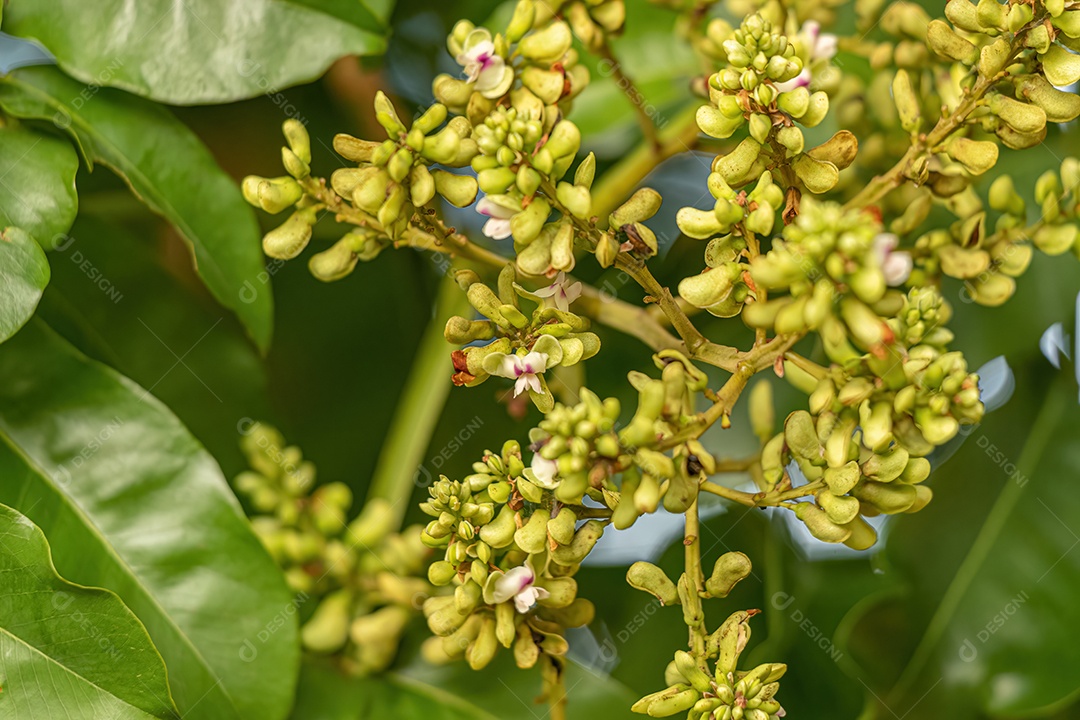 Fava Tonka Árvore Flores da espécie Dipteryx alata