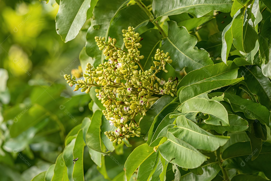 Fava Tonka Árvore Flores da espécie Dipteryx alata