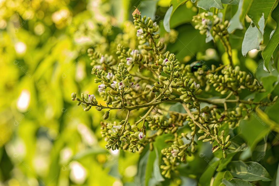 Fava Tonka Árvore Flores da espécie Dipteryx alata