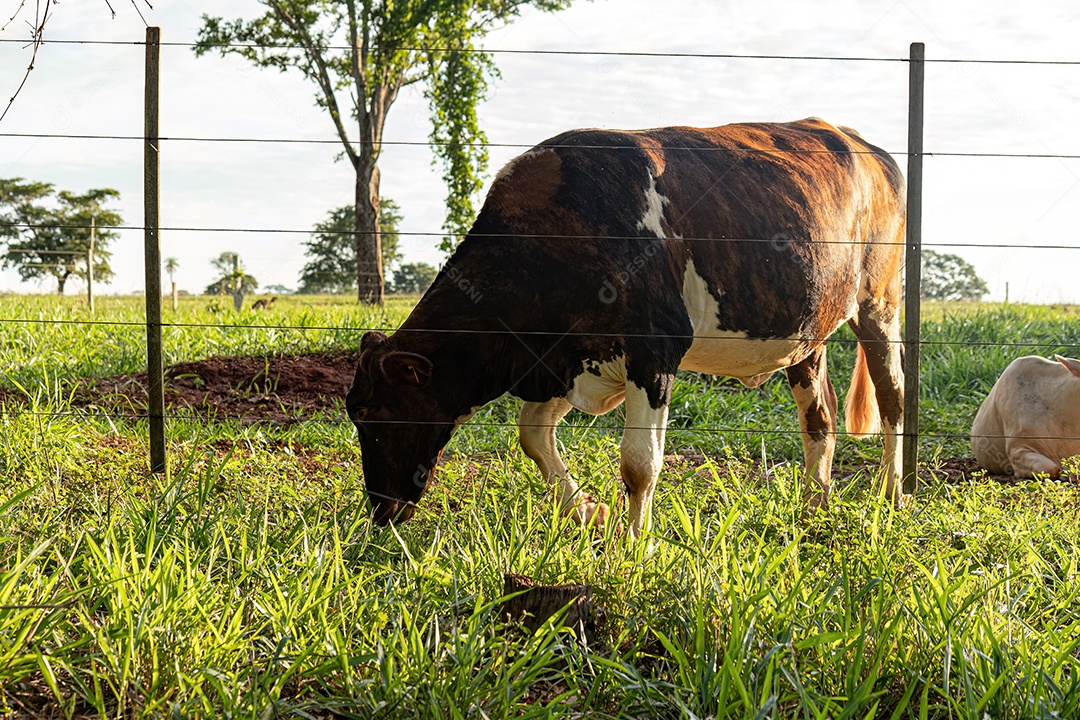 Vaca escura adulta em uma fazenda ao nascer do sol