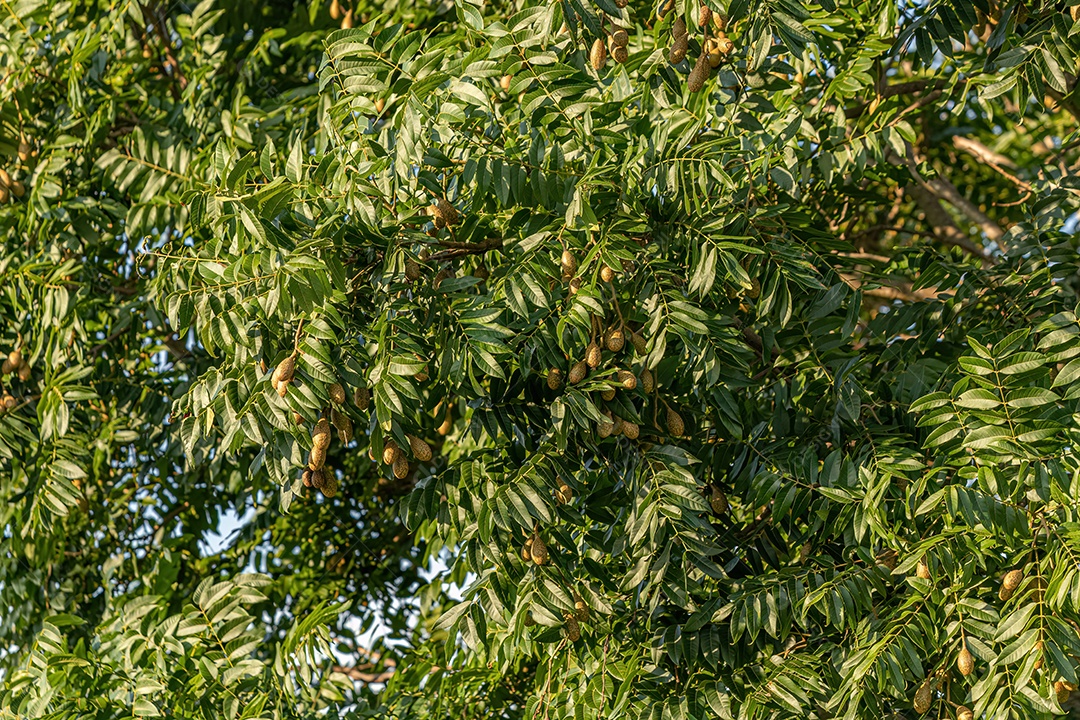 Árvore Angiosperma Frutífera do Gênero Cedrela