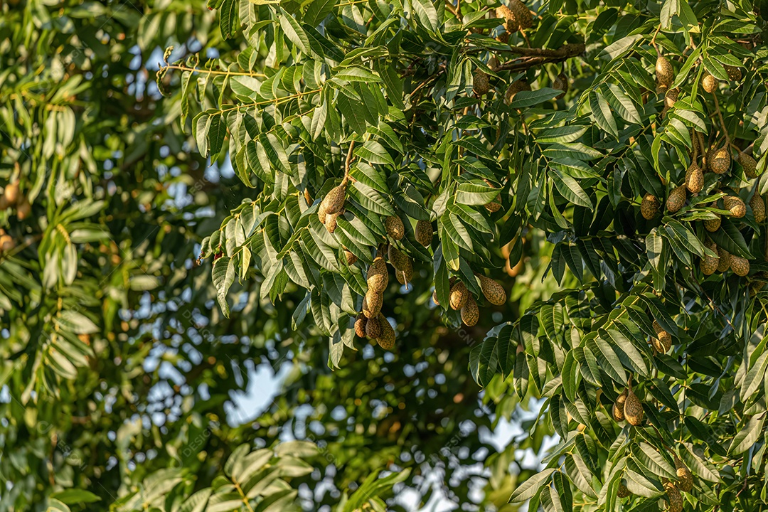 Árvore Angiosperma Frutífera do Gênero Cedrela