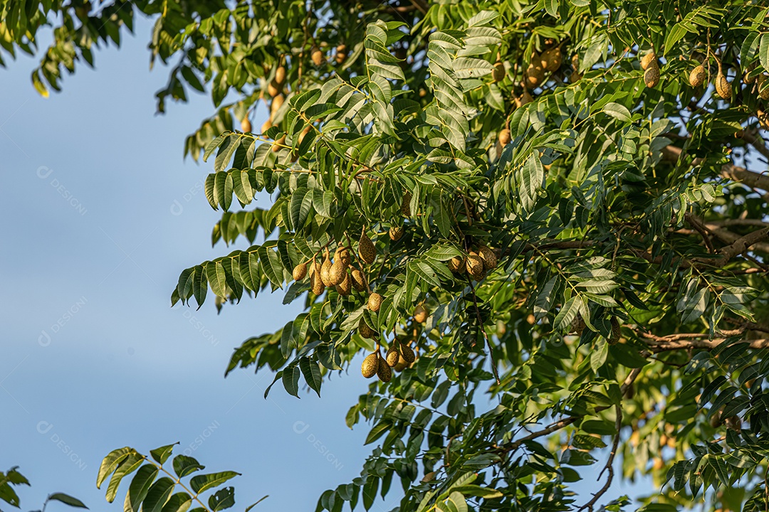 Árvore Angiosperma Frutífera do Gênero Cedrela