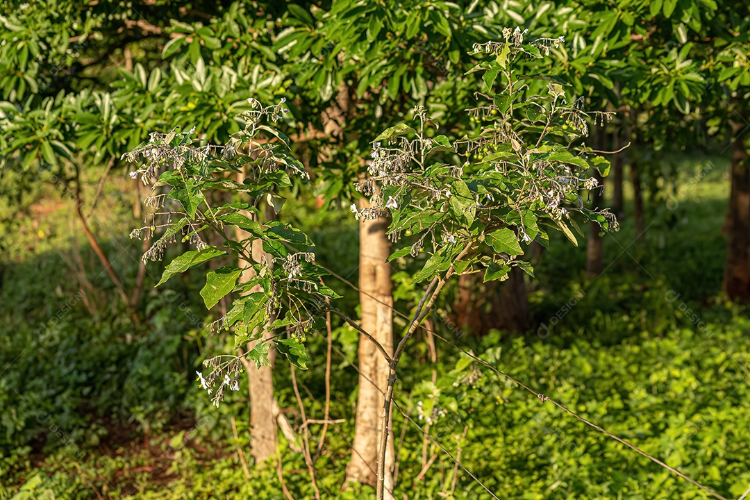 planta com flor da espécie Solanum paniculatum comumente conhecida como jurubeba uma beladona