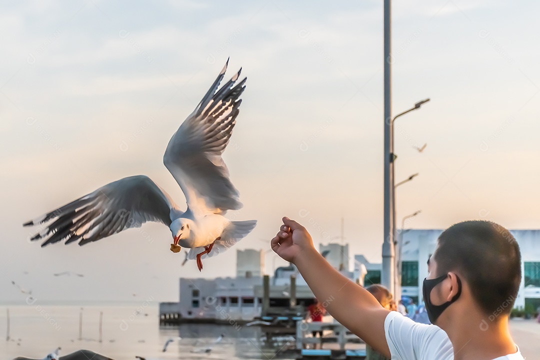 Gaivota voando para comer a comida que as pessoas lhes dão