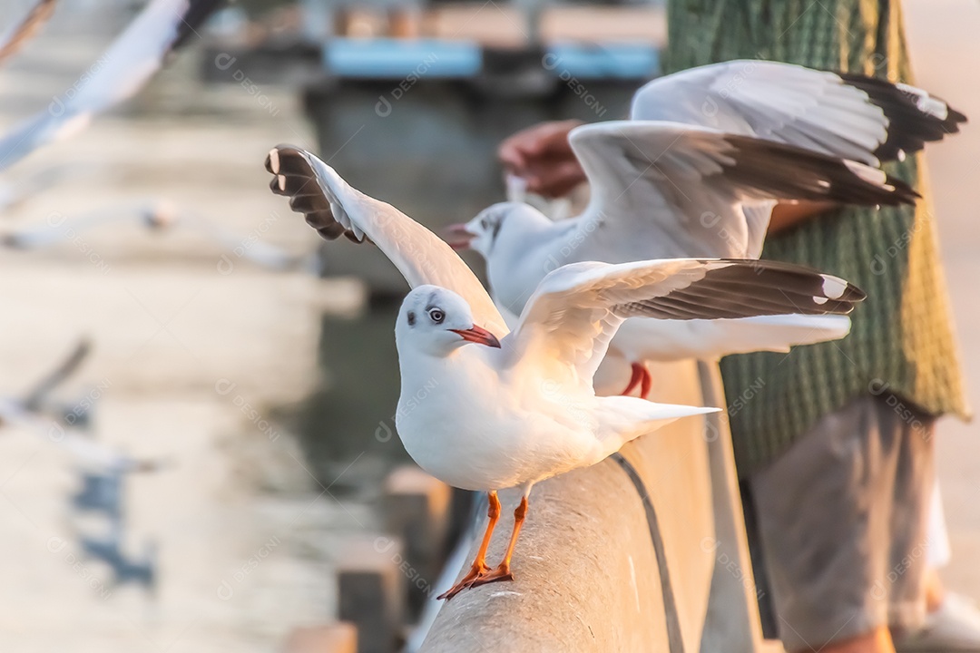 A gaivota está parada na beira da ponte.