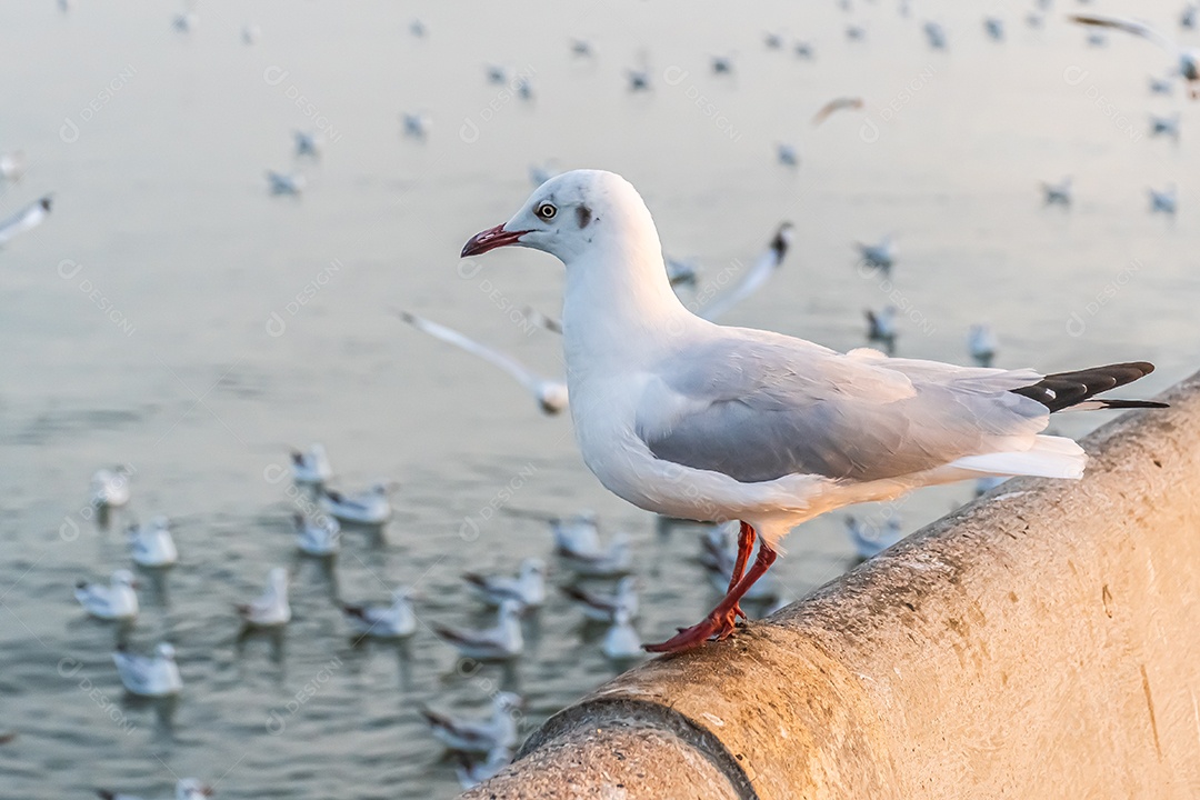 A gaivota está parada na beira da ponte.