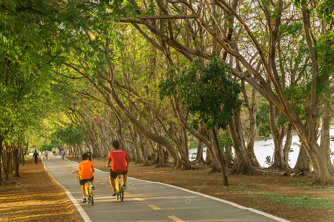 Caminho e belas trilhas de árvores para correr ou caminhar