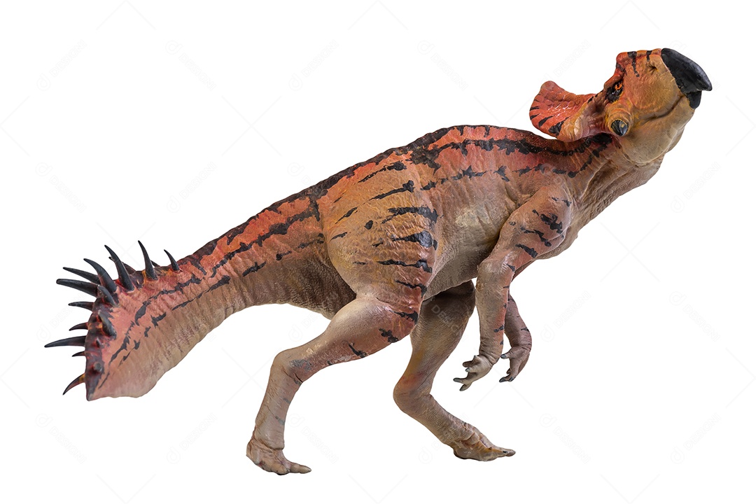 Protoceratops, dinossauro no fundo isolado