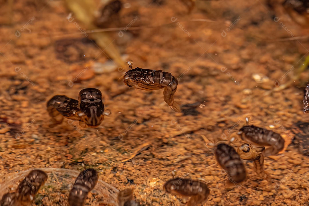 Culicine Mosquito Inseto Larva da Subfamília Culicinae