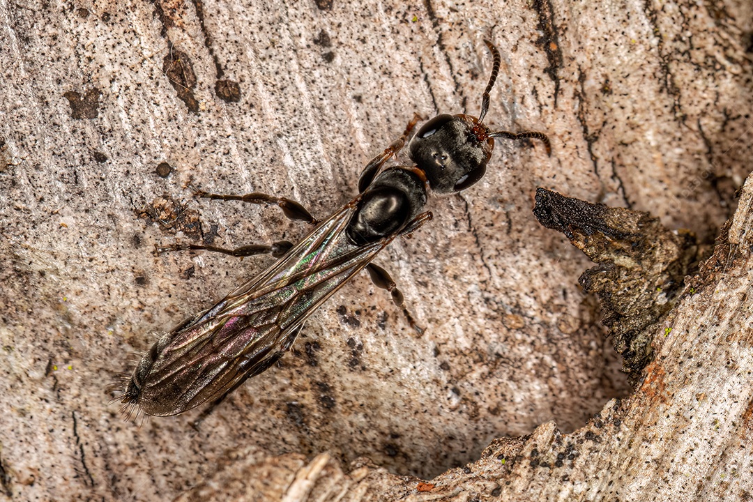 Formiga rainha galho adulta do gênero Pseudomyrmex
