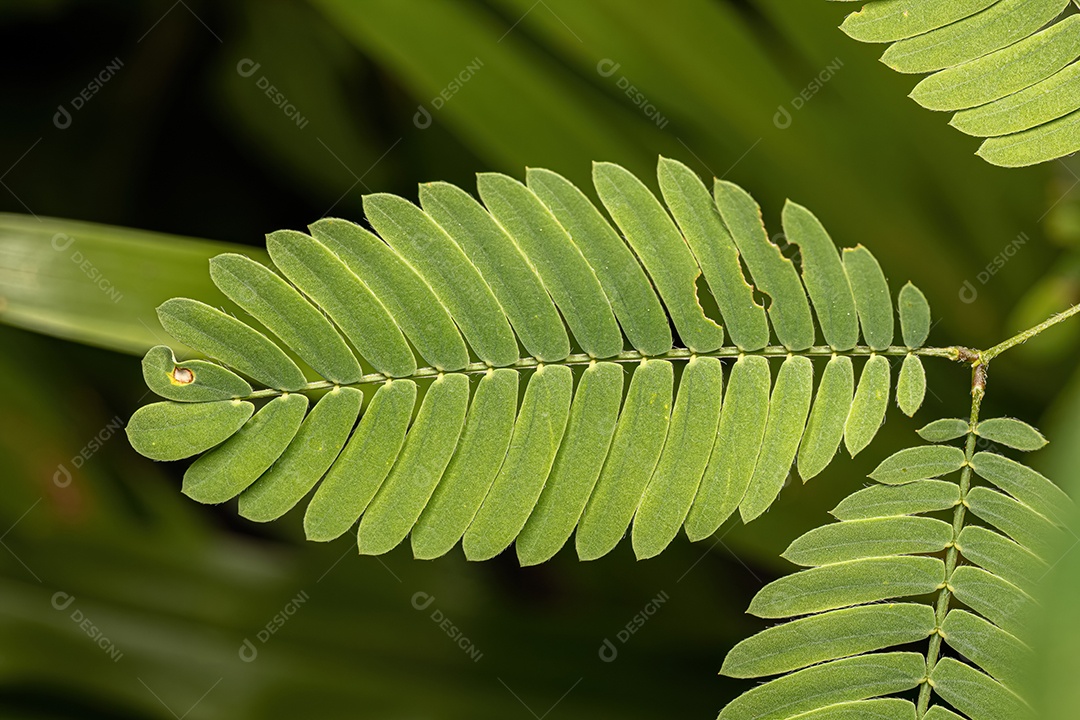 Pequena Planta Sensível do Gênero Mimosa