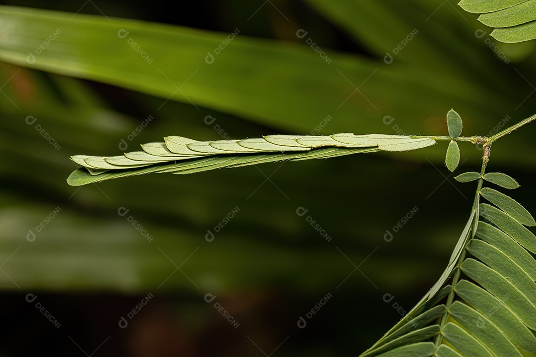 Pequena Planta Sensível do Gênero Mimosa