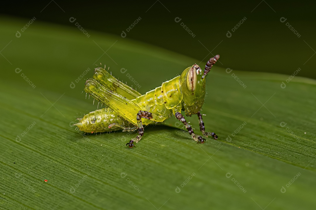 Ninfa Gafanhoto de Chifres Curtos da Tribo Abracrini