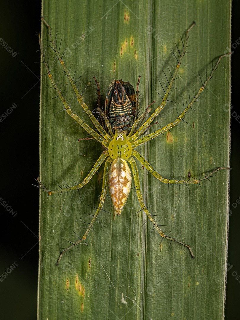 Fêmea adulta Aranha do berçário da espécie Architis spinipes atacando um adulto Cigarrinha típica da subfamília Coelidiinae