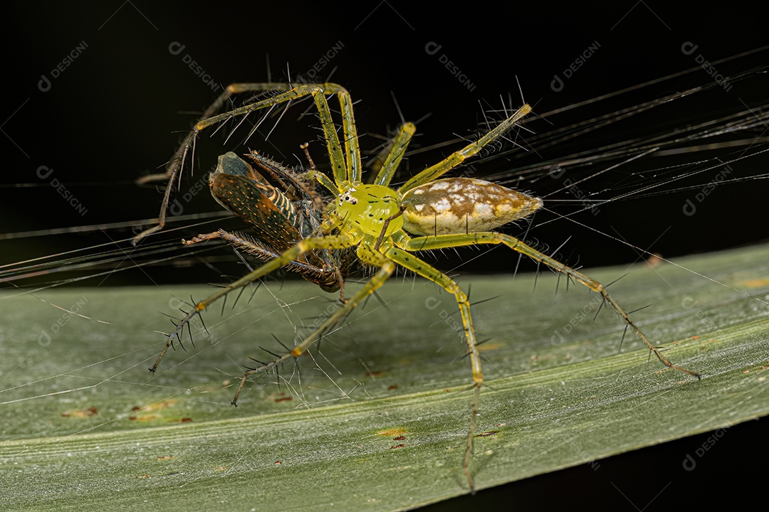 Fêmea adulta Aranha do berçário da espécie Architis spinipes atacando um adulto Cigarrinha típica da subfamília Coelidiinae