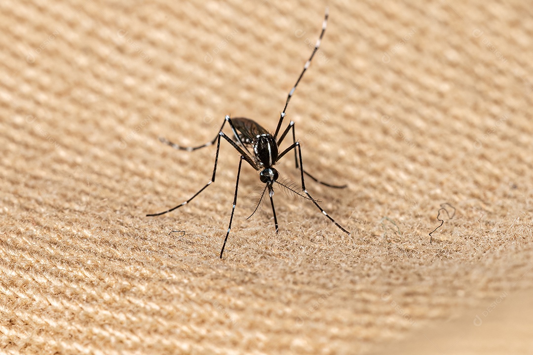 Mosquito Tigre Asiático adulto da espécie Aedes albopictus